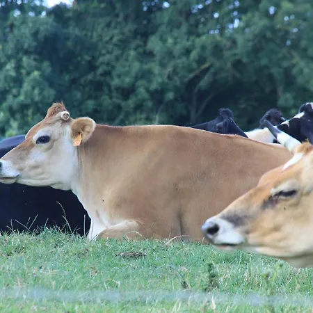 Chateau De Bed & Breakfast