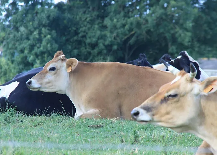 Chateau De ベッド・アンド・ブレックファスト